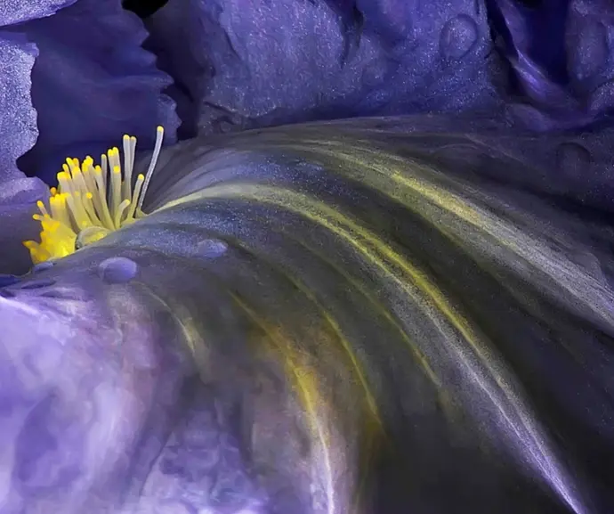 Fleur flower Denis Paris Pictures